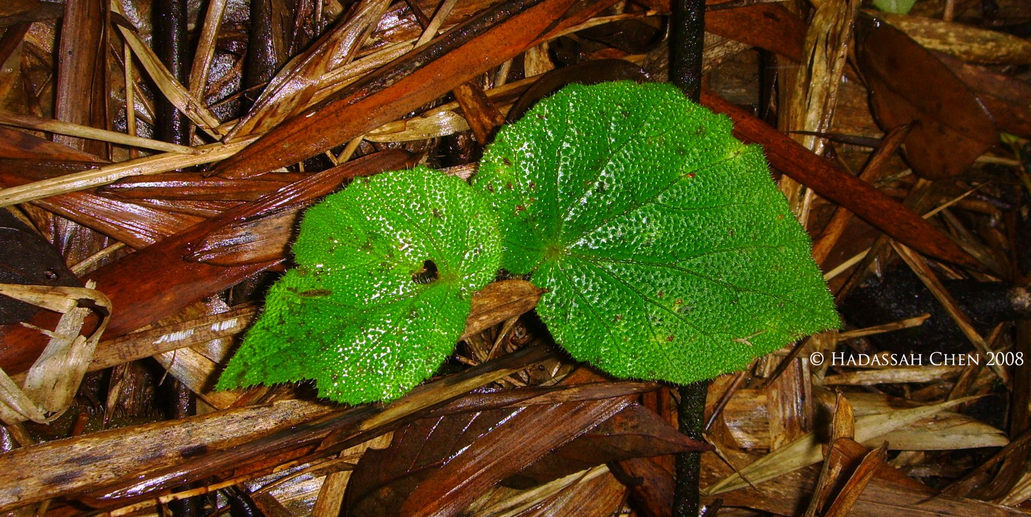 B. lowiana